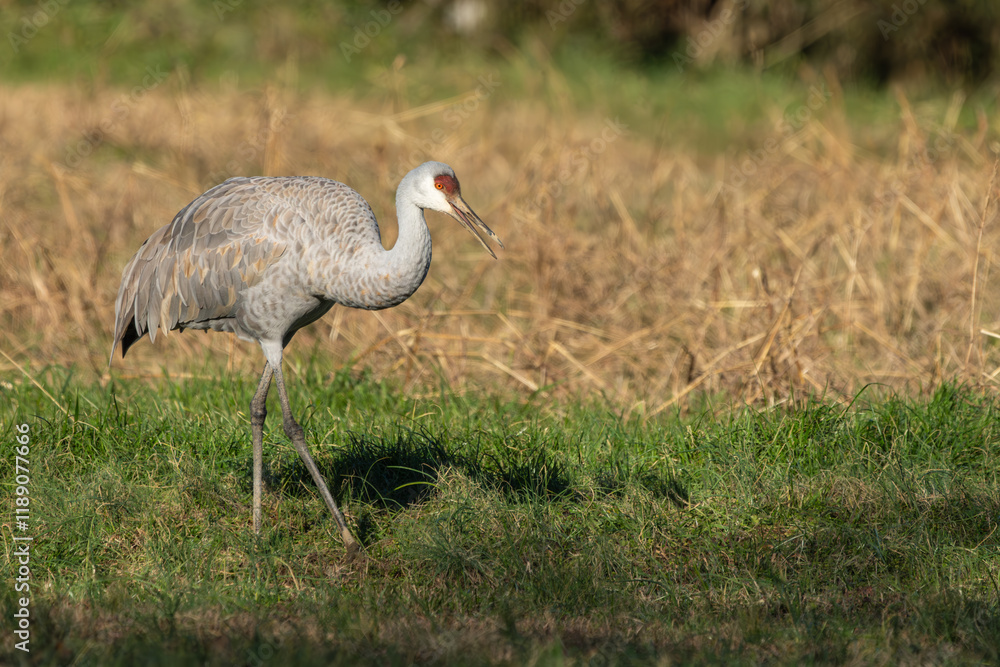 A Sandhill Crane feeding in a grass field A Sandhill Crane feeding in a grass field