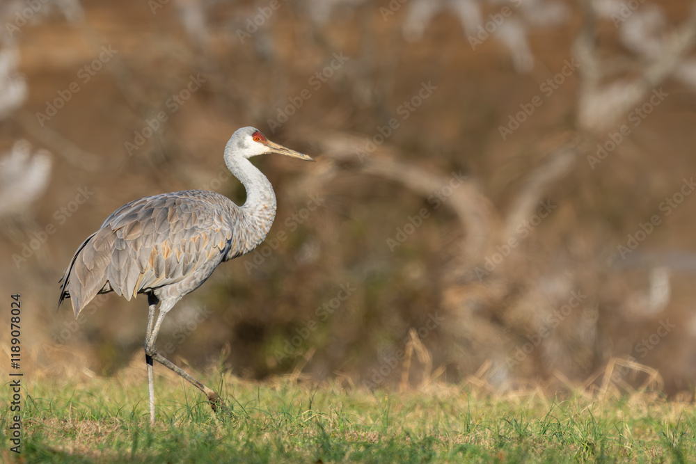 Obraz premium A Sandhill Crane feeding in a grass field