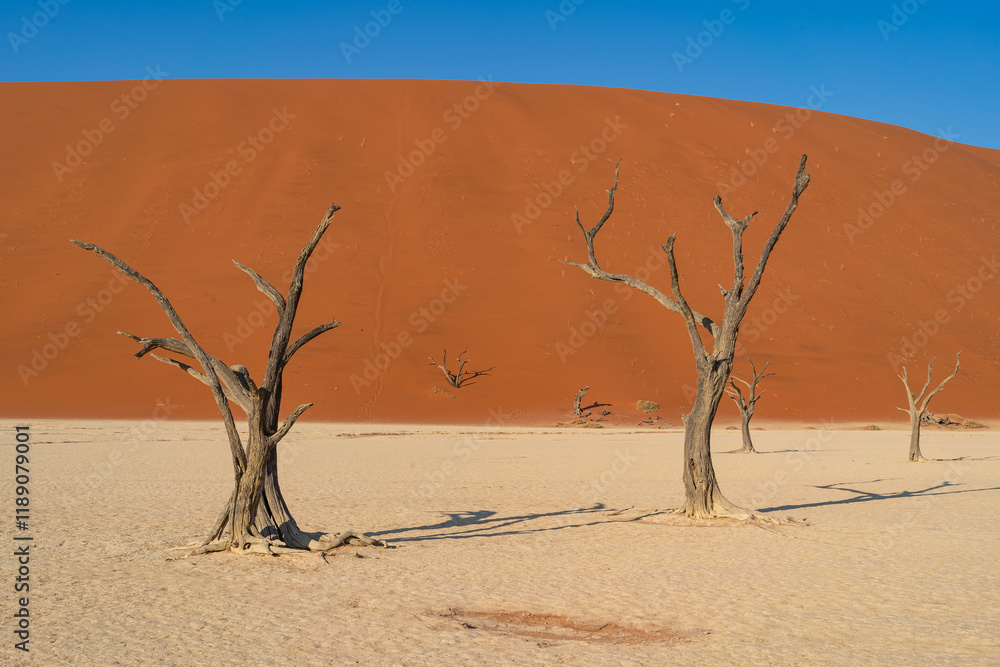 Beautiful Trees in the Namibian Desert - Namibia Beautiful Trees in the Namibian Desert - Namibia