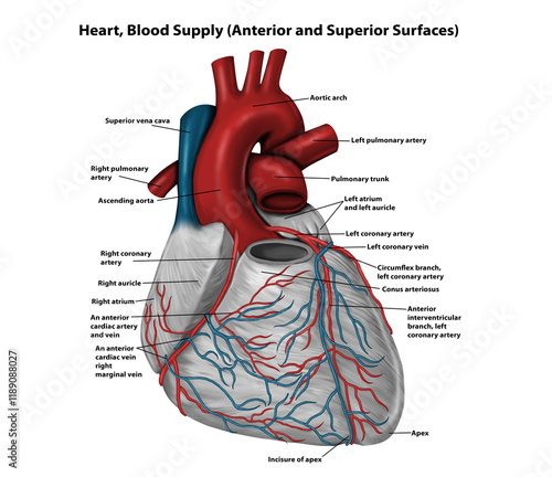 Obraz na plátně Heart, Blood Supply (Anterior and Superior Surfaces)