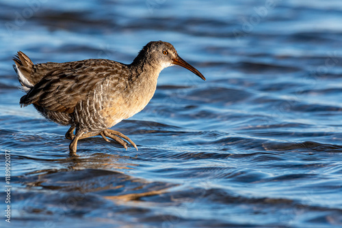 Clapper Rail run