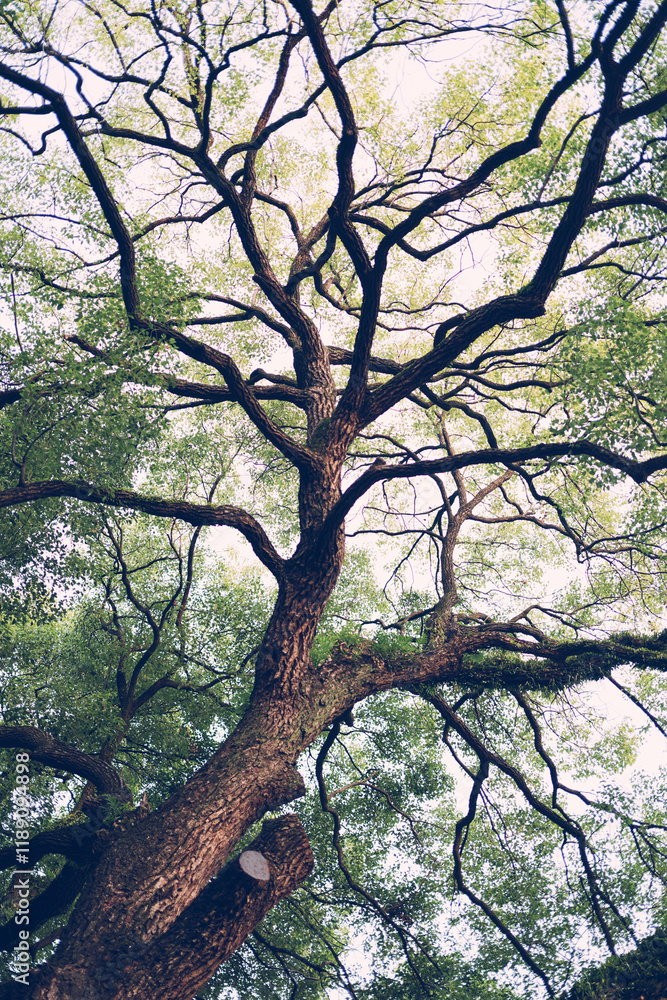 Obraz premium 香樟树