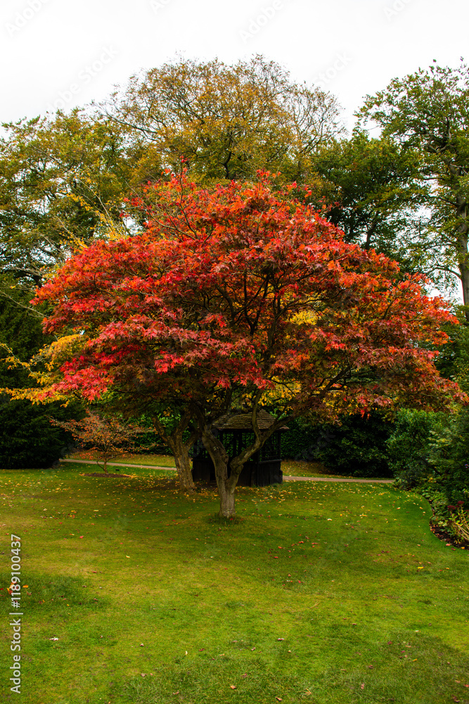 Fototapeta premium Trees in autumn colors in a botanic garden.