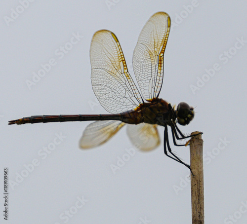 Dragon fly