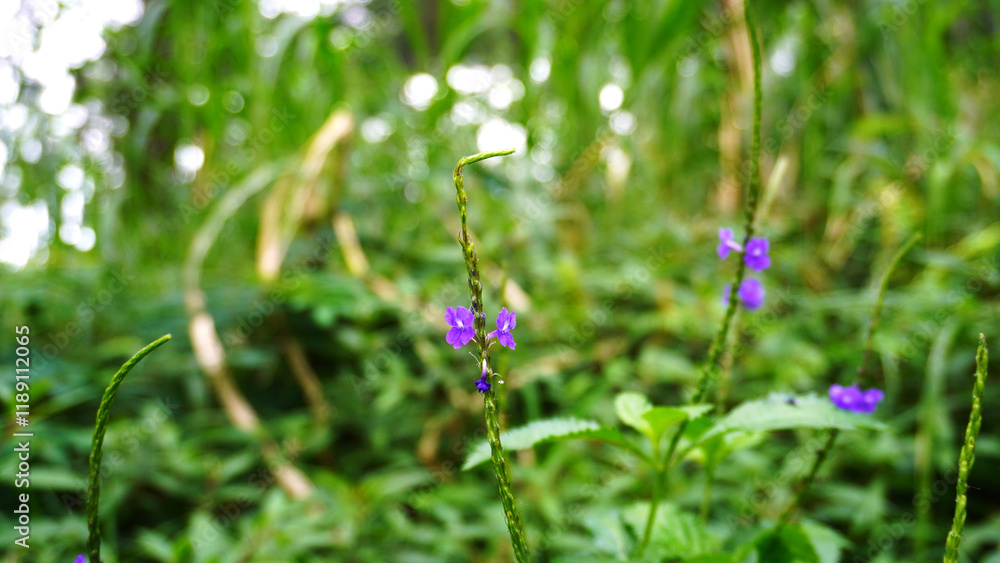 Close-Up of DelicateBlue Snakeweed in Verdant Natural Environment Close-Up of DelicateBlue Snakeweed in Verdant Natural Environment