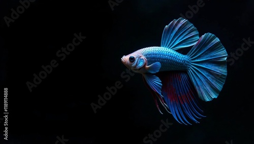 A vibrant blue betta fish gliding gracefully through the dark water. photo