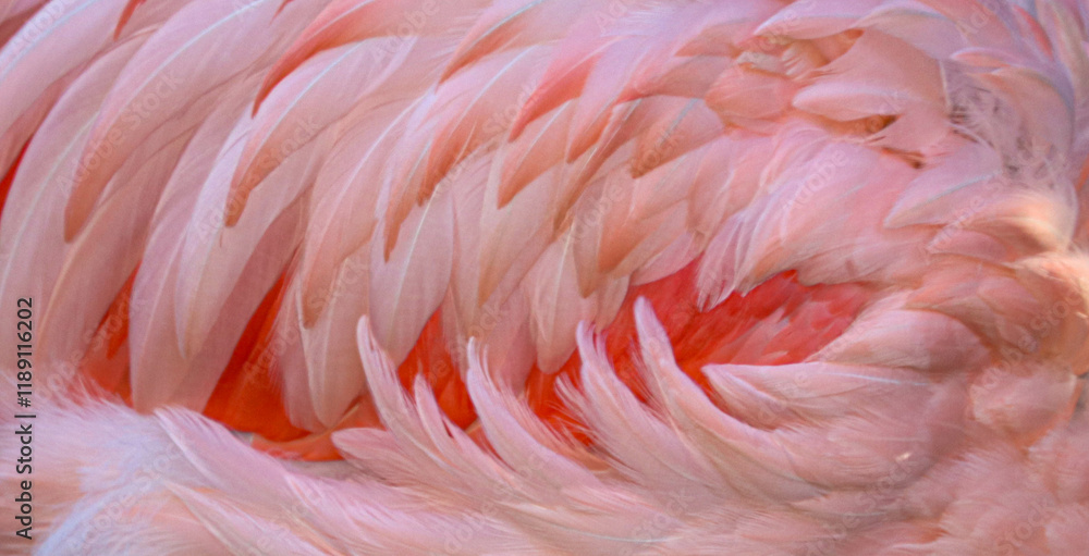 Fototapeta premium Pink Flamingo