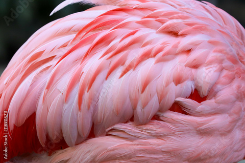 Pink Flamingo photo