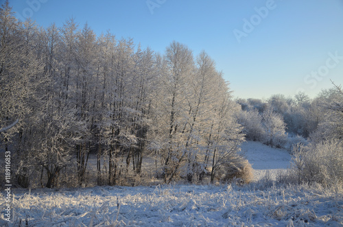 Wallpaper Mural snow covered trees Torontodigital.ca