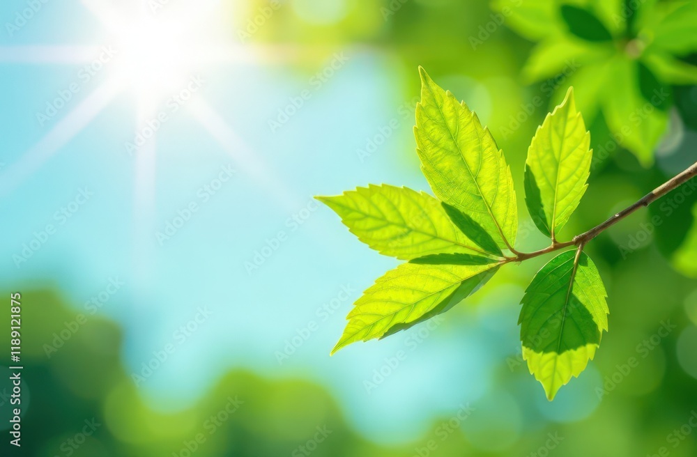 Blurred bokeh background of fresh green spring, summer foliage of tree leaves with blue sky and sun flare Blurred bokeh background of fresh green spring, summer foliage of tree leaves with blue sky and sun flare
