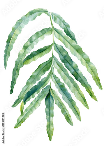 Watercolor fern leaf isolated background, green botanical foliage illustration, hand painted tropical plant clipart  photo