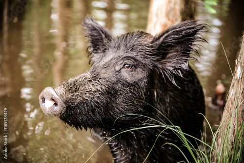Принти на полотні Feral Hogs in Louisiana Bayou Swamp