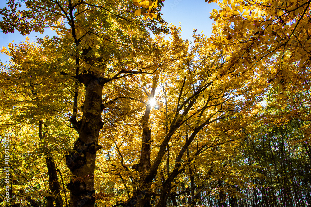 A stunning view of autumn treetops is captured from below, with a bright blue sky surrounded by vibrant yellow leaves, sun rays, showcasing the beauty of fall. A stunning view of autumn treetops is captured from below, with a bright blue sky surrounded by vibrant yellow leaves, sun rays, showcasing the beauty of fall.