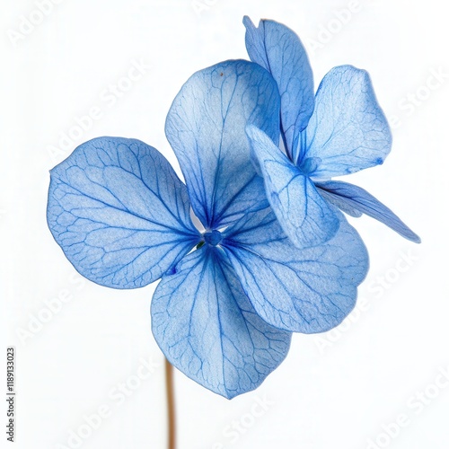 close up of a light blue hydrangea flower