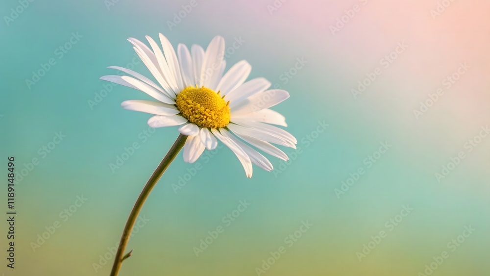 Single Daisy on a Pastel Canvas Single Daisy on a Pastel Canvas