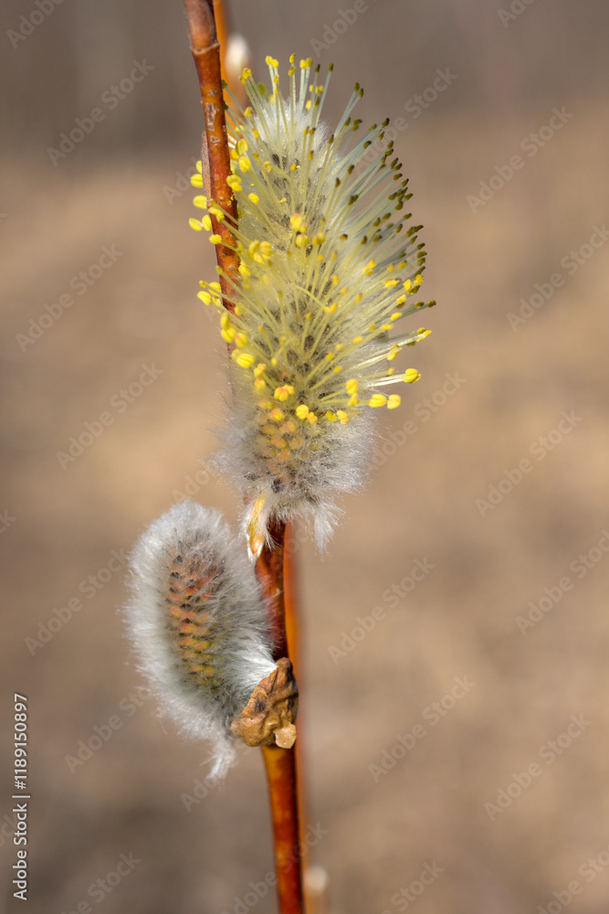 Obraz premium willow branch with buds close up