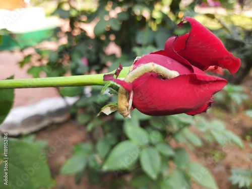 Caterpillar eating rose flower. This is a larval form of a moth or butterfly. Its other names of inchworm and looper caterpillar. photo