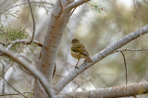 Canary Islands chiffchaff (Phylloscopus canariensis) sitting on a twig in a tree in Maspalomas, Gran Canaria, Spain photo