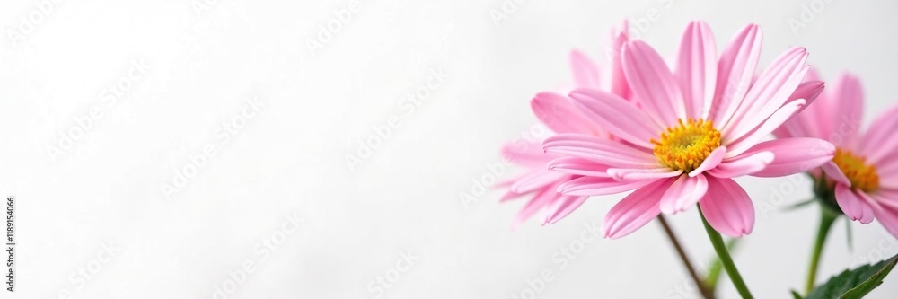 Delicate pink aster blooms on a crisp white background, flowers, nature Delicate pink aster blooms on a crisp white background, flowers, nature