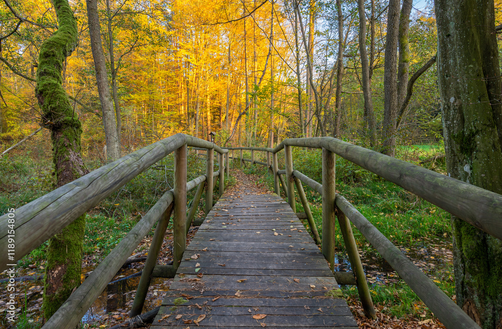 A wooden bridge leads into a forest with colorful autumn foliage A wooden bridge leads into a forest with colorful autumn foliage