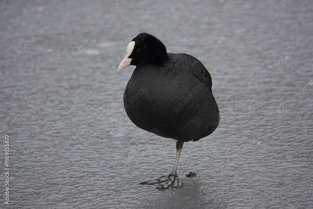 Eurasian Coot (Fulica atra) on an icy lake Eurasian Coot (Fulica atra) on an icy lake