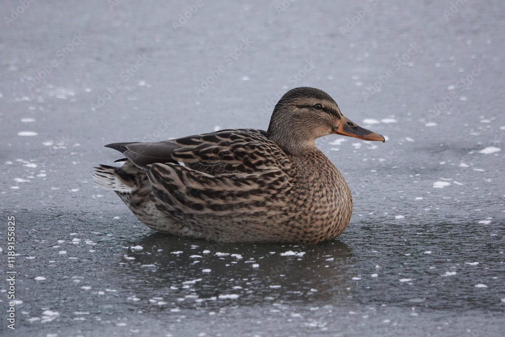 Female mallard duck (Anas platyrhynchos) on an icy lake Female mallard duck (Anas platyrhynchos) on an icy lake