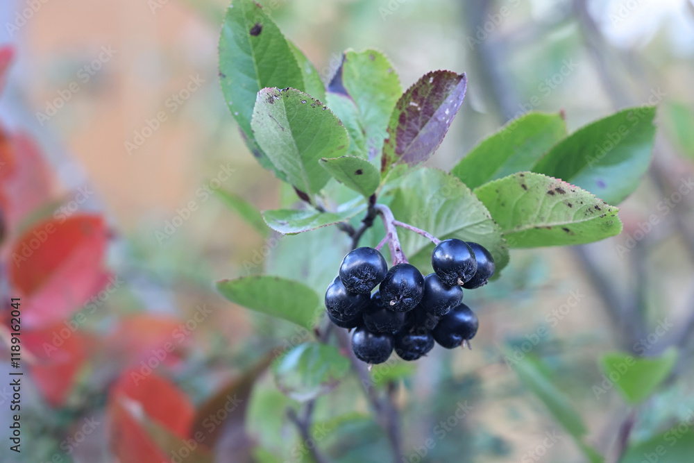 Black berries of Sorbaronia fallax, also called × Sorbaronia mitschurinii and Aronia × mitschurinii, commonly known as garden chokeberry or black chokeberry