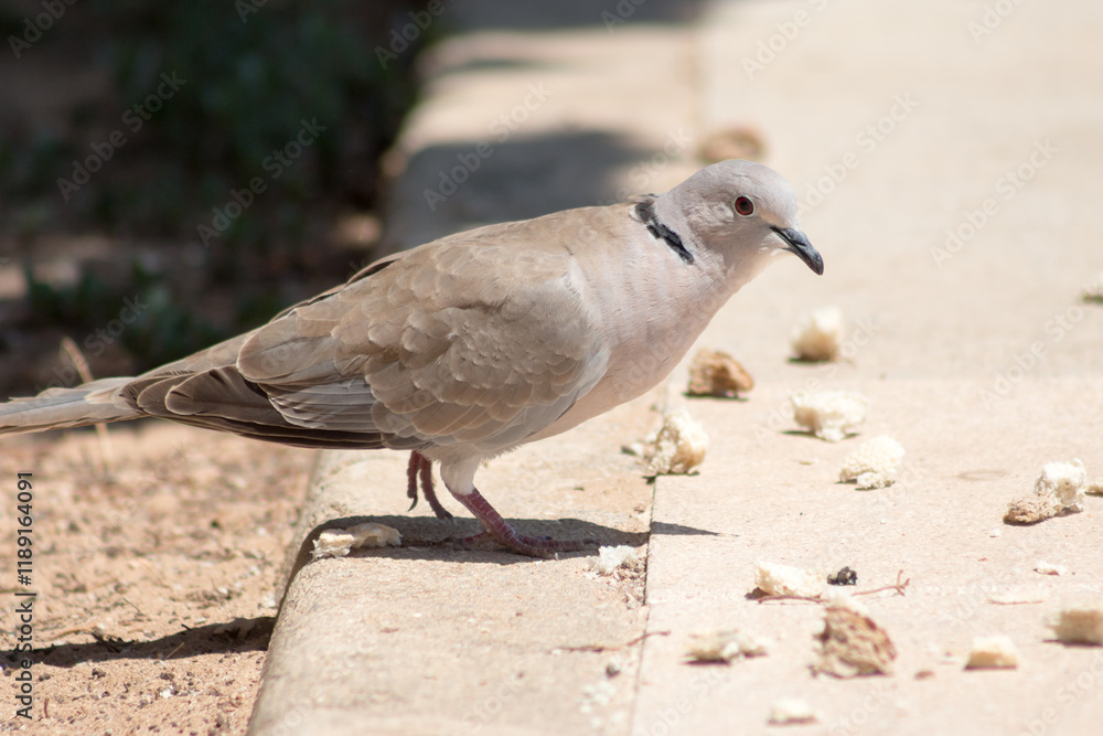 Obraz premium Eurasian Collared Dove