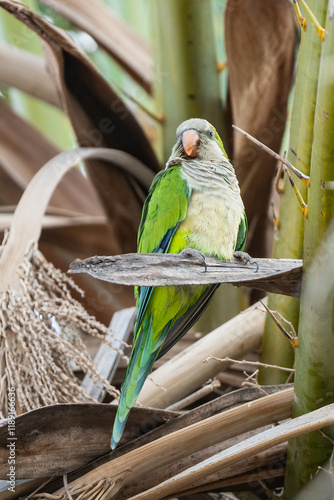 Plakat A Ring Necked Parakeet on a Palm Tree
