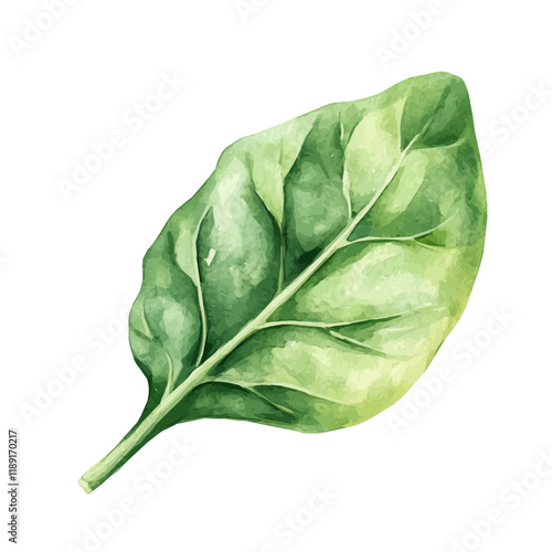 A watercolor vector painting of a Spinach Leaf, isolated on a white background. Spinach Leaf vector.

