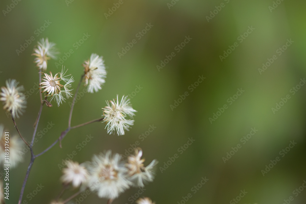 white and wilted, fluffy dried flowers, autumn atmosphere in nature with wilted plants, autumn flowers in the garden, withered flowers in autumn, wilted flowers white and wilted, fluffy dried flowers, autumn atmosphere in nature with wilted plants, autumn flowers in the garden, withered flowers in autumn, wilted flowers
