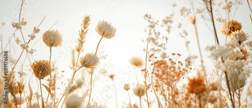 dried flowers and grasses in a meadow