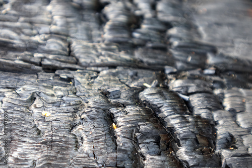 
Close-up on the surface of heavily burnt wood with a distinct texture. photo