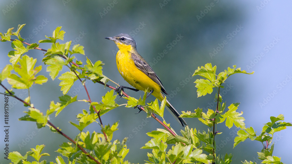 bird on a branch bird on a branch