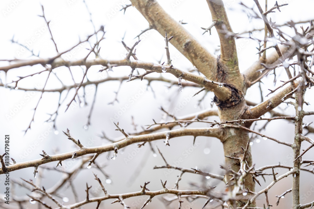 empty branches with thorns in winter. empty branches with thorns in winter.