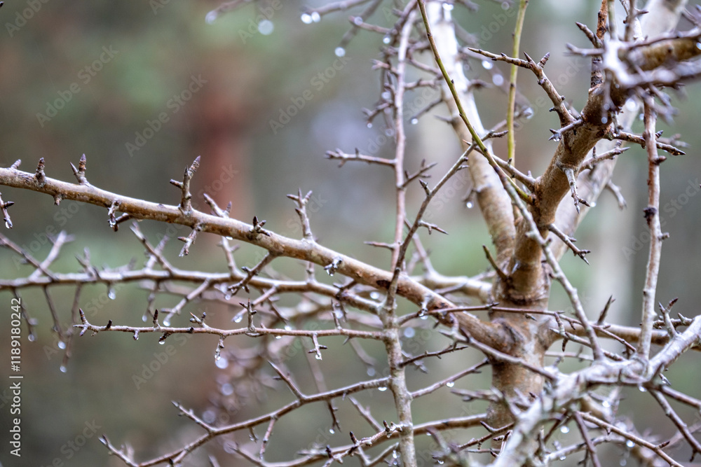 empty branches with thorns in winter. empty branches with thorns in winter.