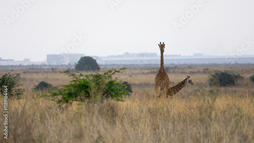 Giraffes spotted during game drive in Lake Nakuru national park, Kenya.