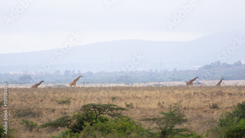 Giraffes spotted during game drive in Lake Nakuru national park, Kenya.