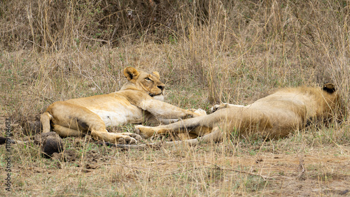 Two young lionesses relaxing in grassy woodland of Serengeti, Tanzania,