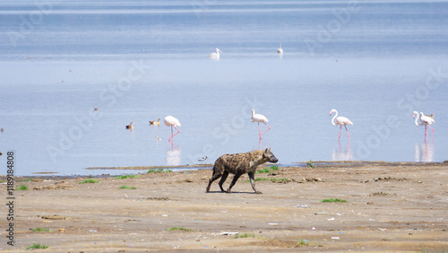 Hyena on the hunt of flamingos along the lake Nakuru, Kenya.