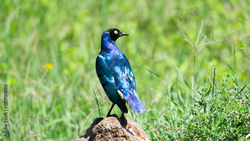 Superb Starling Bird (Lamprotornis superbus) spotted in Serengeti, Tanzania.