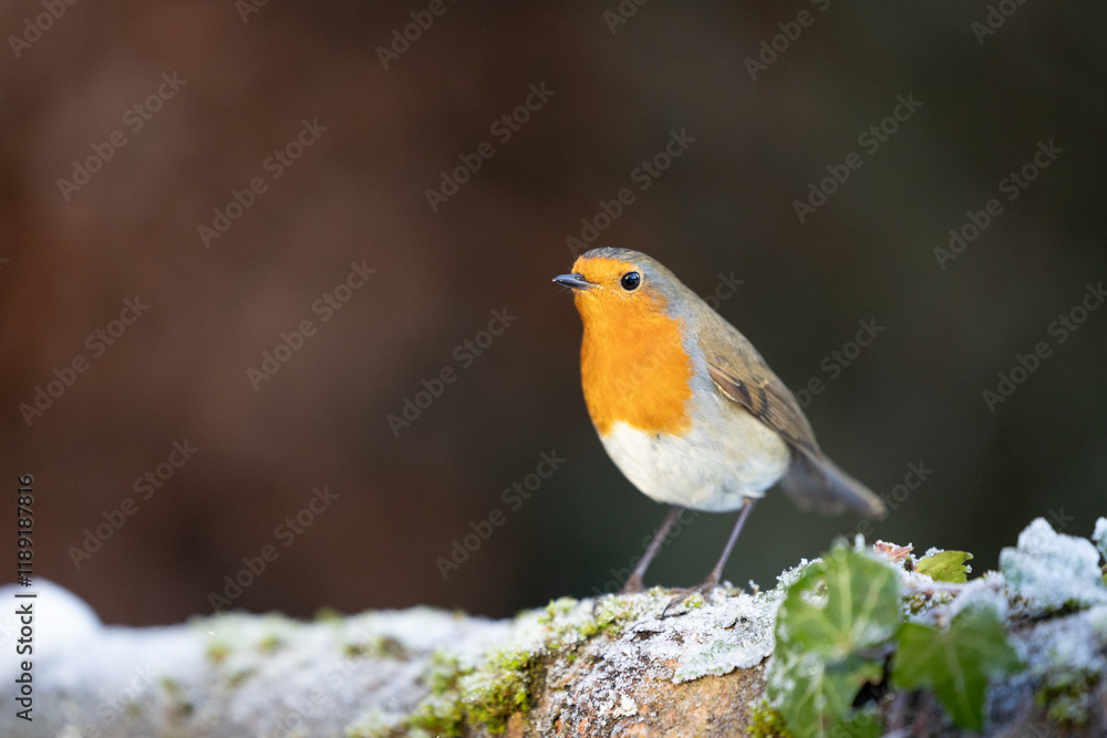 Vibrant Robin (erithacus rubecula) in winter - Yorkshire, UK in January Vibrant Robin (erithacus rubecula) in winter - Yorkshire, UK in January