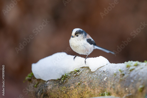 Winter Long-tailed Tit (Aegithalos caudatus) on snow - Yorkshire, UK in January photo