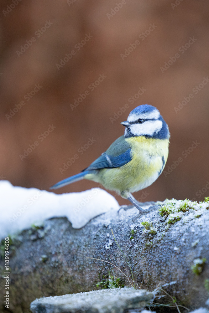 Close up of a Blue Tit (Cyanistes caeruleus) in Winter. Yorkshire, UK, January Close up of a Blue Tit (Cyanistes caeruleus) in Winter. Yorkshire, UK, January