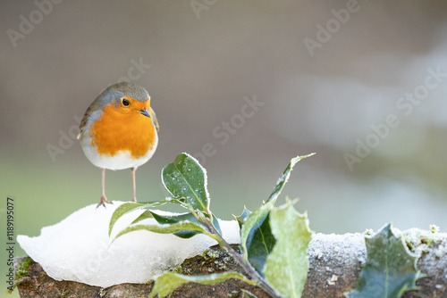 Robin (erithacus rubecula) and frost covered Holly leaves in winter - Yorkshire, UK in January