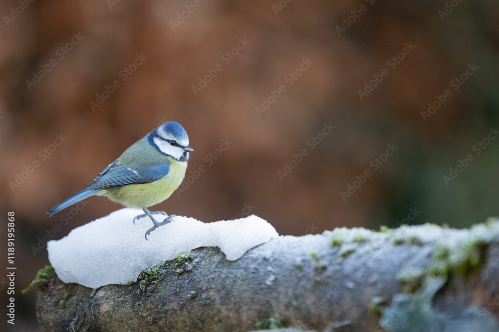 Blue Tit (Cyanistes caeruleus) on a snowy log in Winter. Yorkshire, UK, January Blue Tit (Cyanistes caeruleus) on a snowy log in Winter. Yorkshire, UK, January