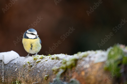 Blue Tit (Cyanistes caeruleus) on a snowy, frosty log in Winter. Yorkshire, UK, January