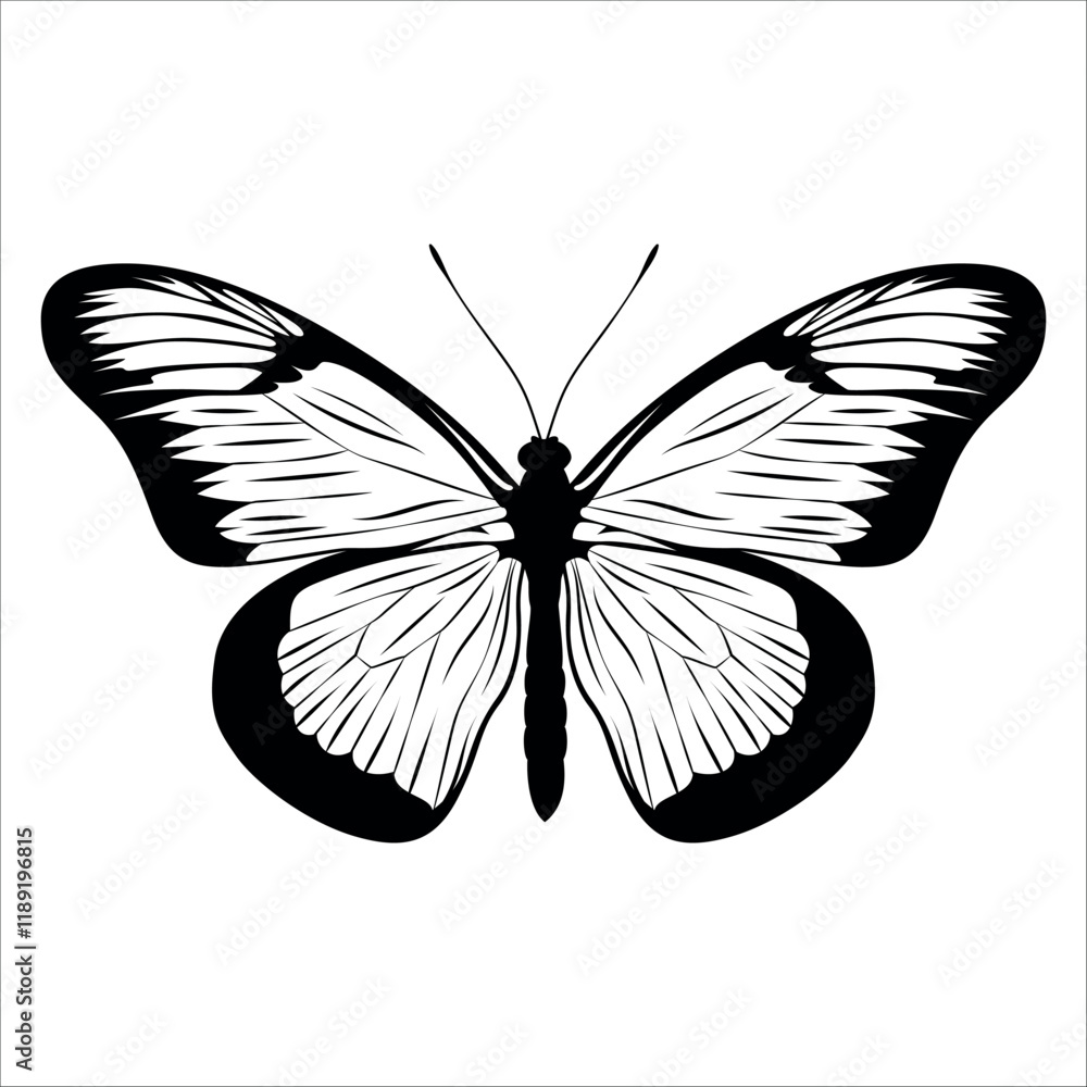 Fototapeta premium Black monochrome Butterfly Silhouette Vector illustration