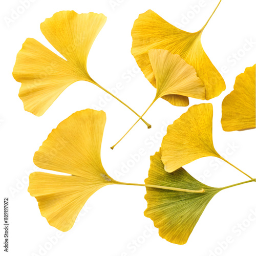gingko biloba leaves on transparent background