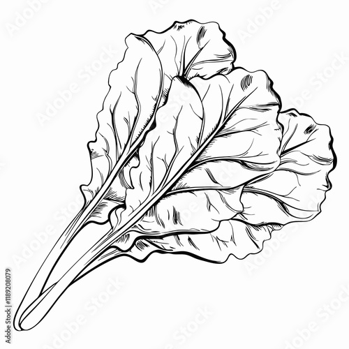 Fresh chard leaves, black and white sketch